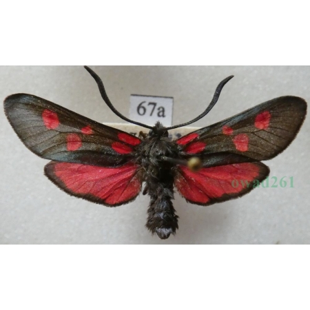 Zygaena angelicae Ochsenheimer, 1808 Kraśnik dzięgielowiec Slovakia67a
